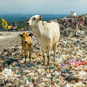 The cows in the municipal garbage shelter at piyungan landfill, Yogyakarta Indonesia